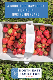 A Guide to Strawberry Picking at Brocksbushes in Northumberland