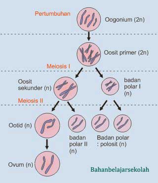  Proses  Pembentukan Gamet Spermatogenesis dan Oogenesis 