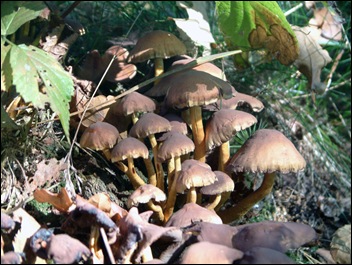 Bundelcollybia