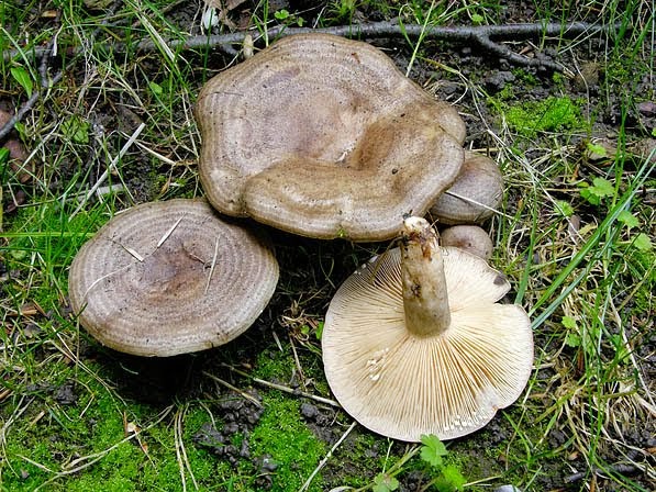 Lactarius circellatus