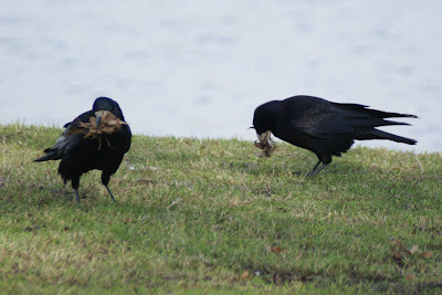 Roek - Roek - Corvus frugilegus