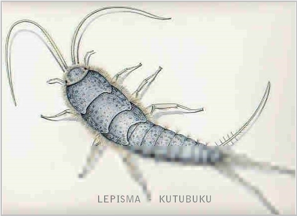 BIOLOGI GONZAGA: KARAKTER INVERTEBRATA