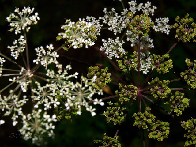 Angelica polymorpha