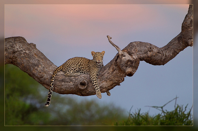 Animal Photography by Hennie van Heerden Seen On www.cars-motors-modification.blogspot.com