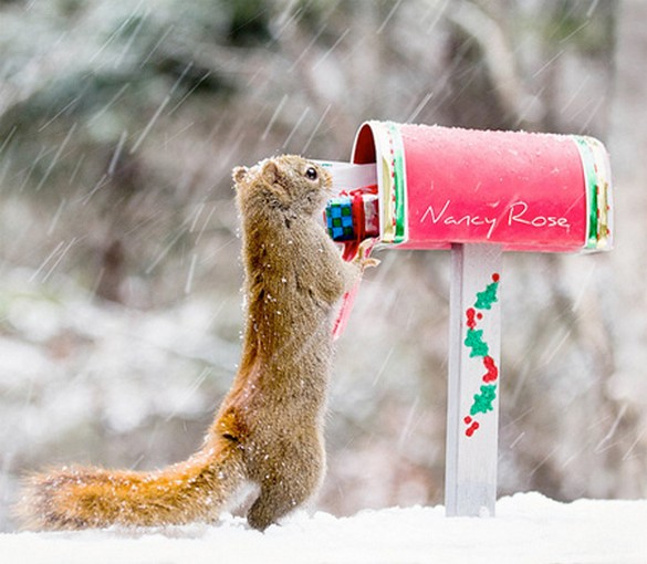  Creative photos of Squirrels 