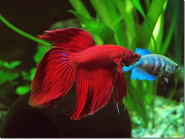 Betta Splendins