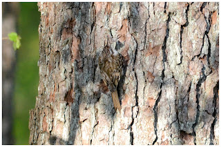 Pełzacz leśny (Certhia familiaris) czy pełzacz ogrodowy (Certhia brachydactyla)?