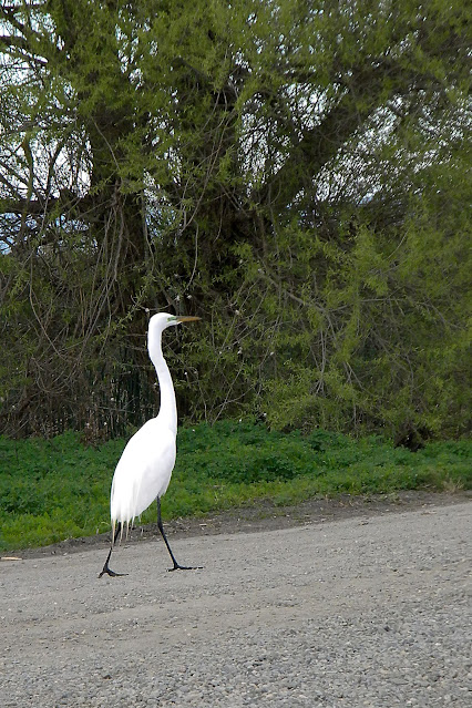 Great Egret