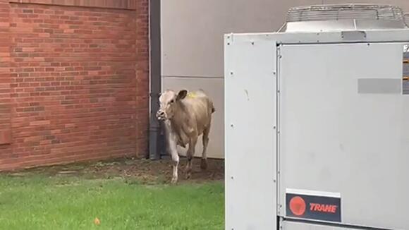 Cow at Church