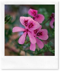 geranium