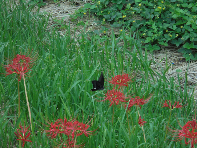 彼岸花にクロアゲハ蝶が蜜を吸っていました