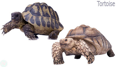 tortoise reptile