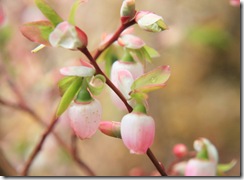 Huckleberry Blossoms