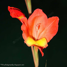 Gladiolus Flowers