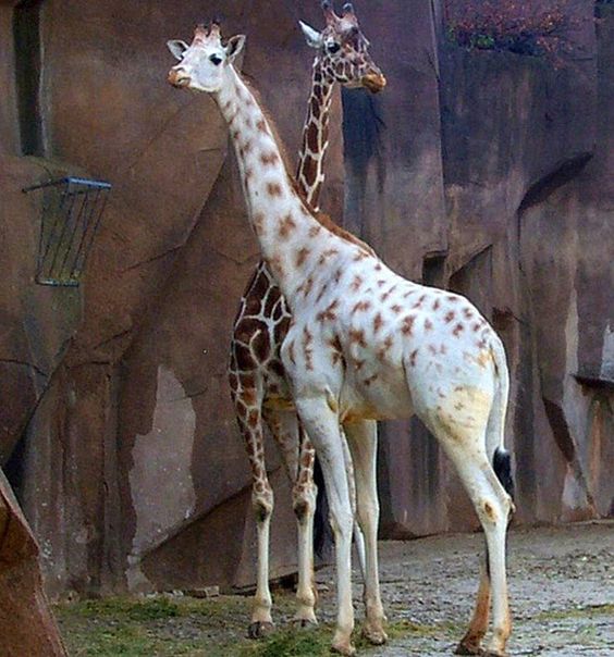 Giraffe | A-Z List of 125 Rare Albino Animals [Pics]