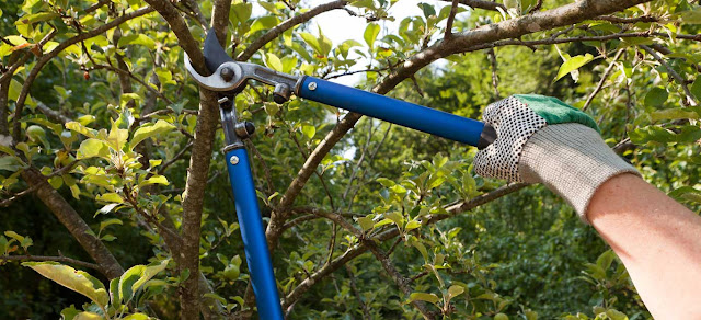 tree-pruning-in-oakland