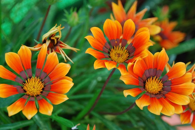 Flores Hermosas Fotos : Miren qué belleza: las fotos de flores más bonitas | Plantas
