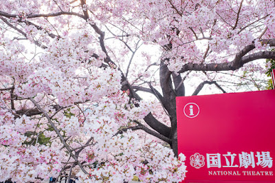National Theatre Tokyo sakura tree.