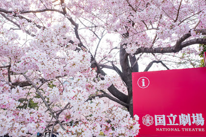 National Theatre Japan - a Blossom Paradise