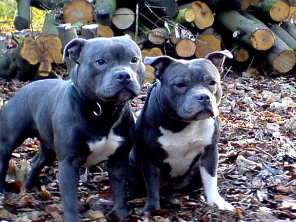 Millie says: This is mom's tattoo - it's a skull but he is a Blue Staff Pit 