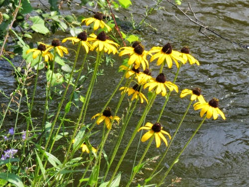 brown-eyed susans