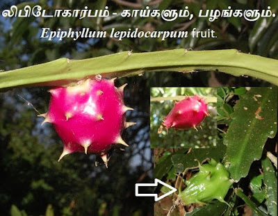 Epiphyllum lepidocarpum fruit