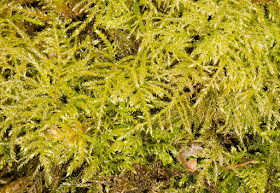 Kindbergia praelonga, Common Feather-moss.  Keston Common, 3 March 2016