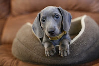 So cute! #Dachshund