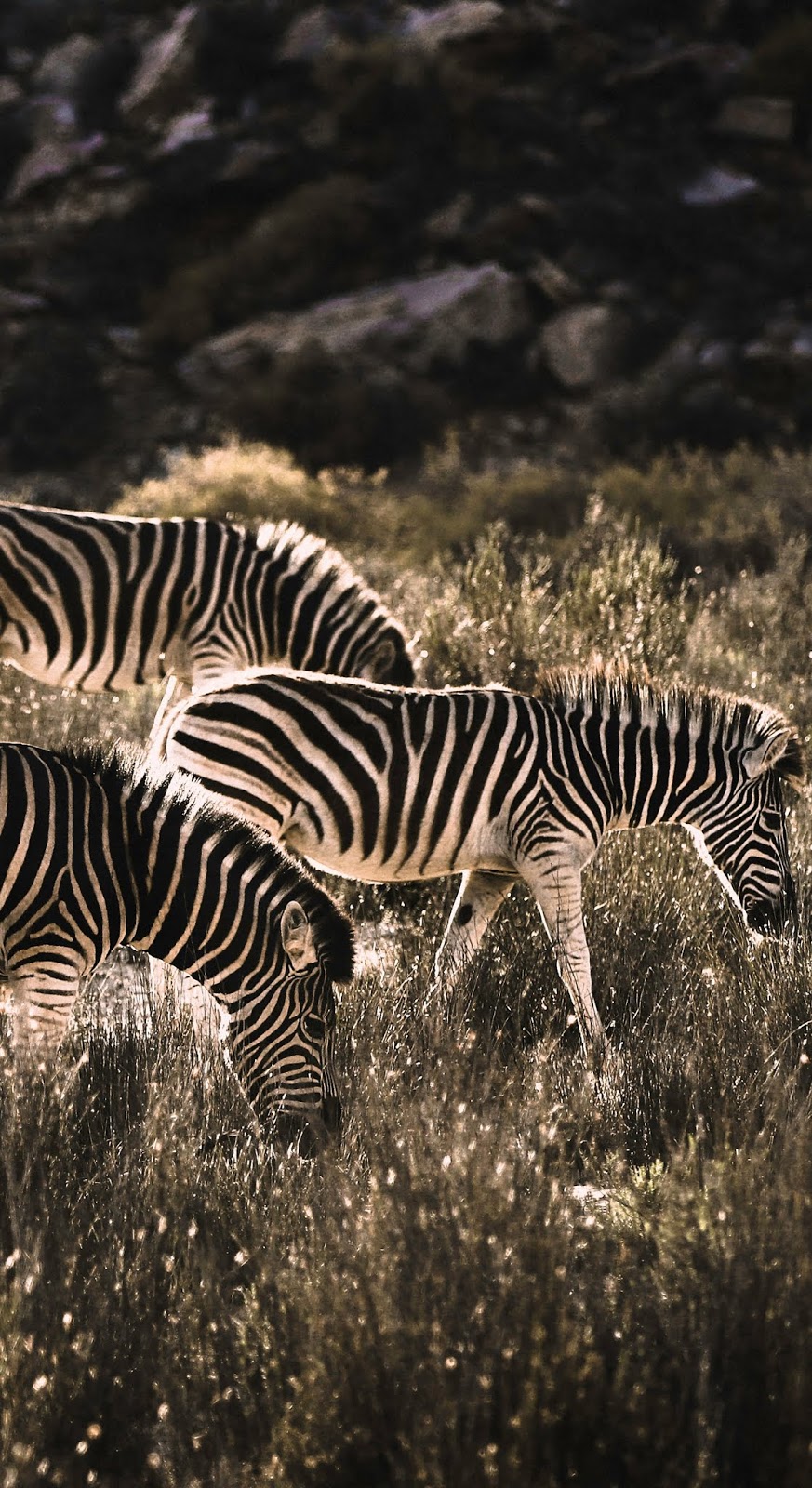 Zebras at morning sunrise.