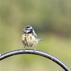 page from flying on Little Wings by Corina Duyn with photograph of young bluetit