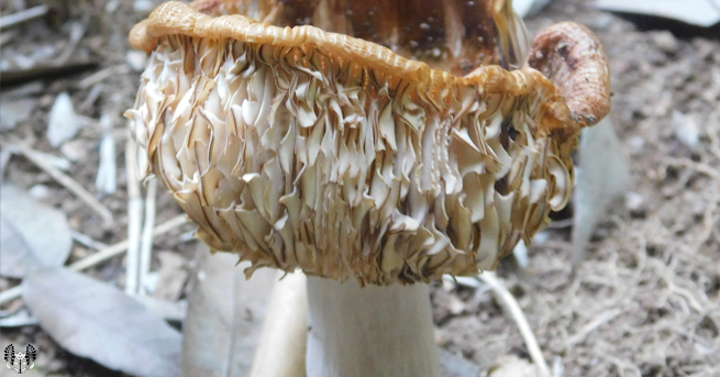 謎のキノコ Mystery Mushrooms