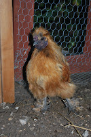 Buff Silky