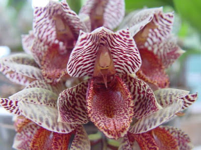 Catasetum denticulatum care and culture