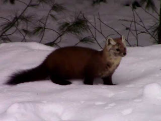 A Pine Marten in Algonquin Park.