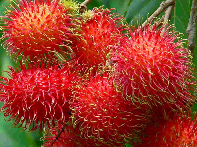 Tips dan Cara Budidaya Tanaman Rambutan  Agar Cepat Berbuah 