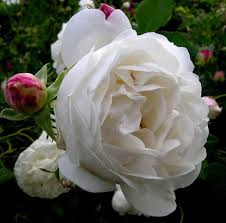 Alba roses.