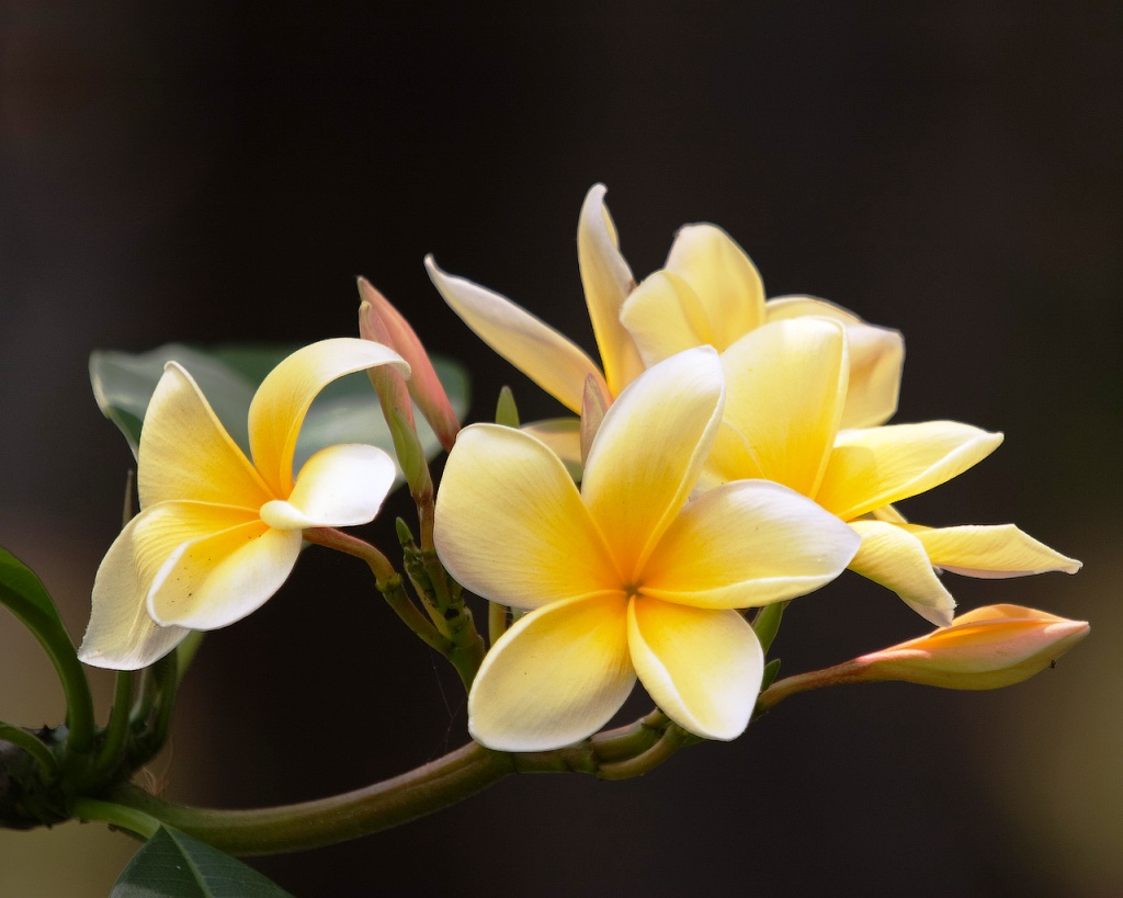  Aneka  Gambar Cantik Bunga  Kamboja  Yang Menakjubkan dan 