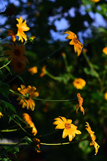 Wild Sunflowers