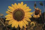 Large picture of a sunflower