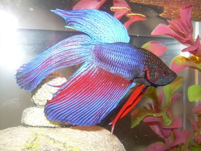 Siamese Fighting Fish or Betta splendens is without a doubt one of the best