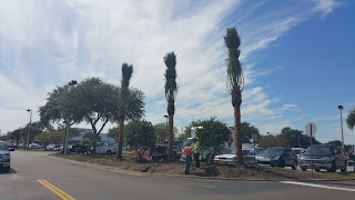 cold hardy palms, drought tolerant palms