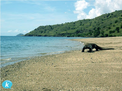 Hamparan pasir pantai di Pulau Komodo