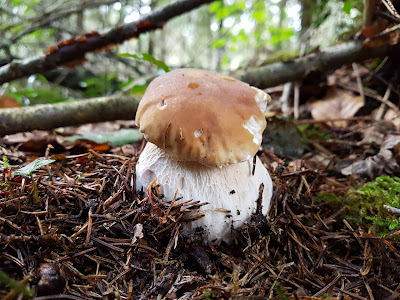 Cèpes du limousin  nouvelle aquitaine 