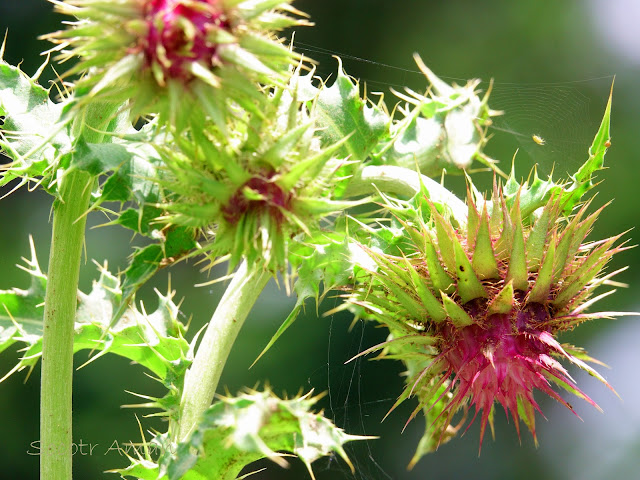 Cirsium purpuratum