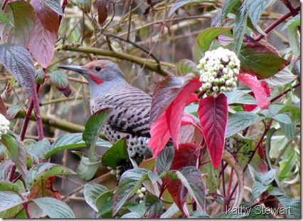 Northern Flicker in Red Osier Dogwood