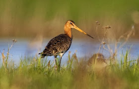 godwit