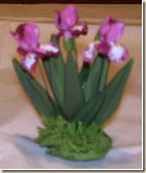 Iris 1 B  