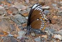 Papilio clytia f.papone