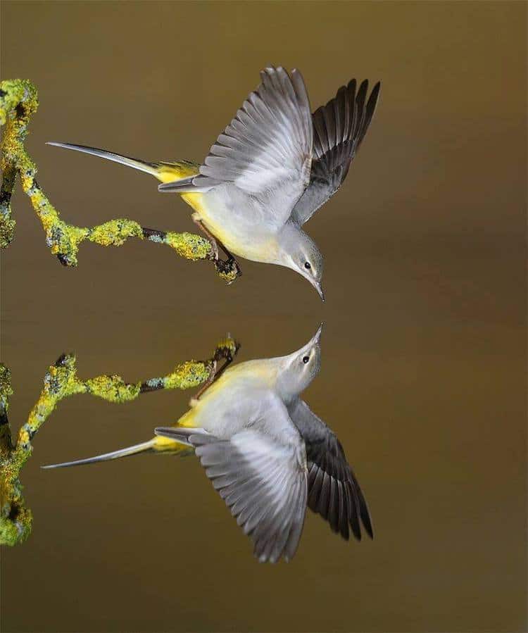 birds in flight photography