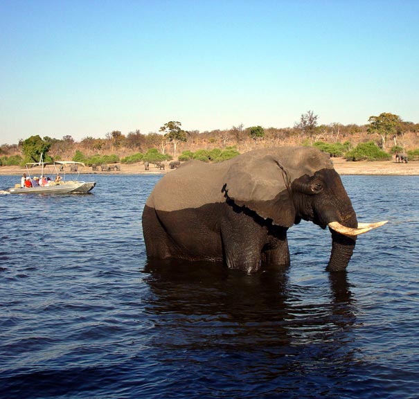 Chobe Safari Lodge Botswana